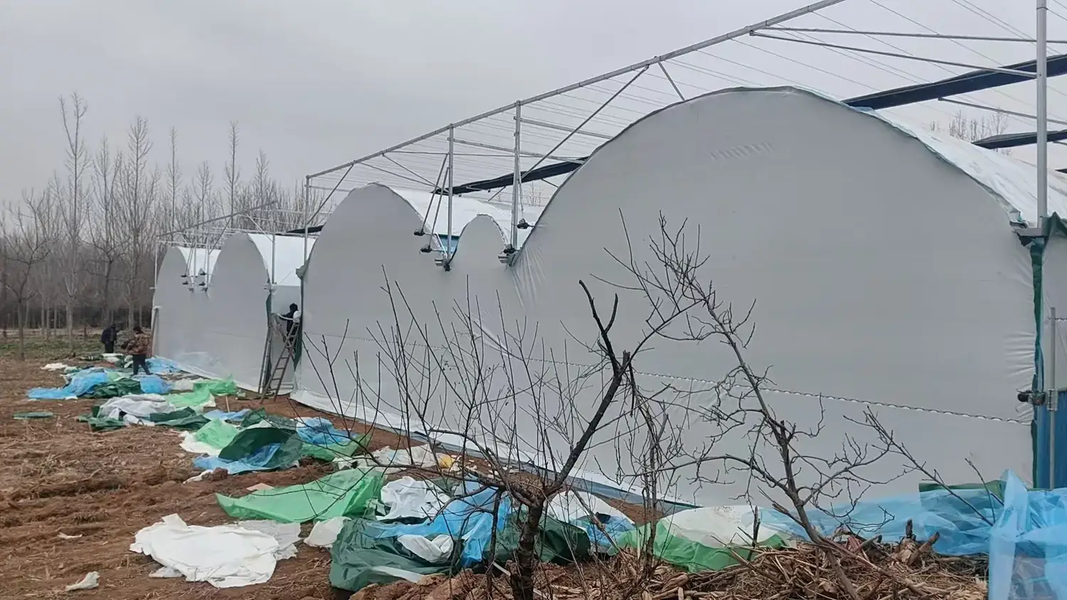 Breeding Greenhouse